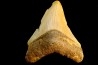 shark teeth: CARCHARODON MEGALODON