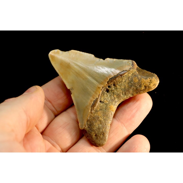 dent de requin: CARCHARODON MEGALODON