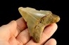 dent de requin: CARCHARODON MEGALODON