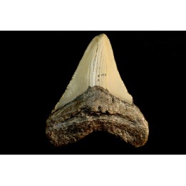 dent de requin: CARCHARODON MEGALODON