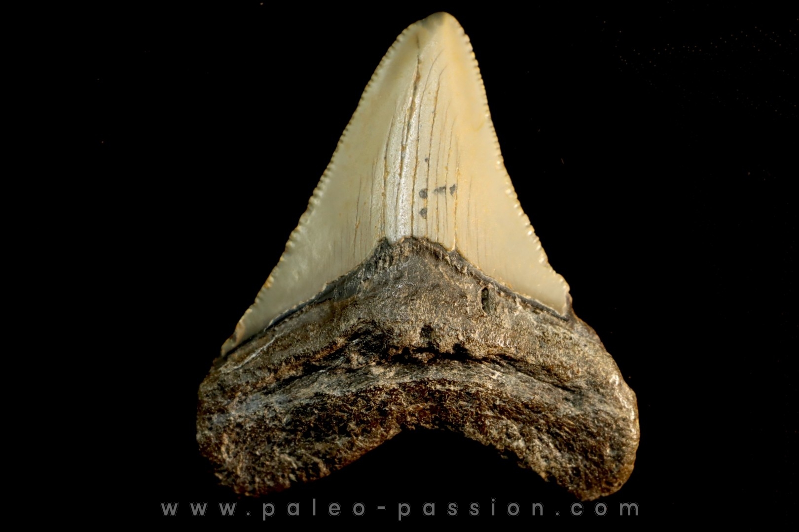 dent de requin: CARCHARODON MEGALODON