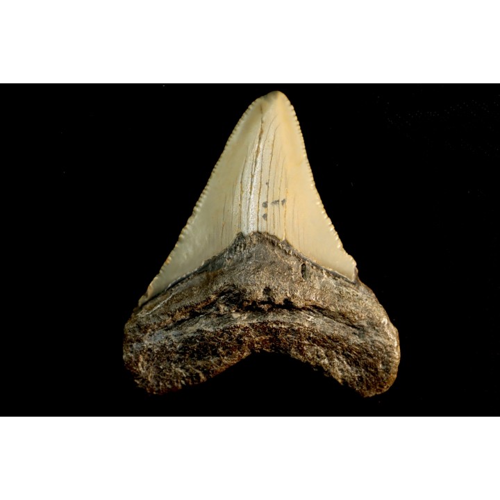 shark teeth: CARCHARODON MEGALODON