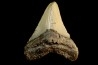 shark teeth: CARCHARODON MEGALODON