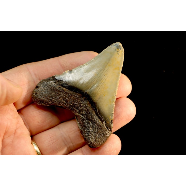 dent de requin: CARCHARODON MEGALODON