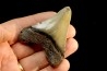 shark teeth: CARCHARODON MEGALODON