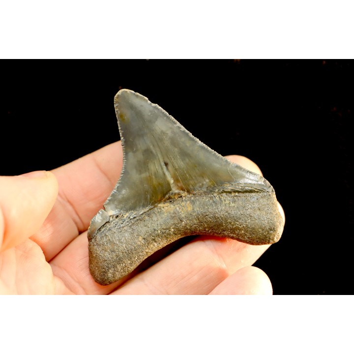 shark teeth: CARCHARODON MEGALODON