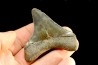 dent de requin: CARCHARODON MEGALODON