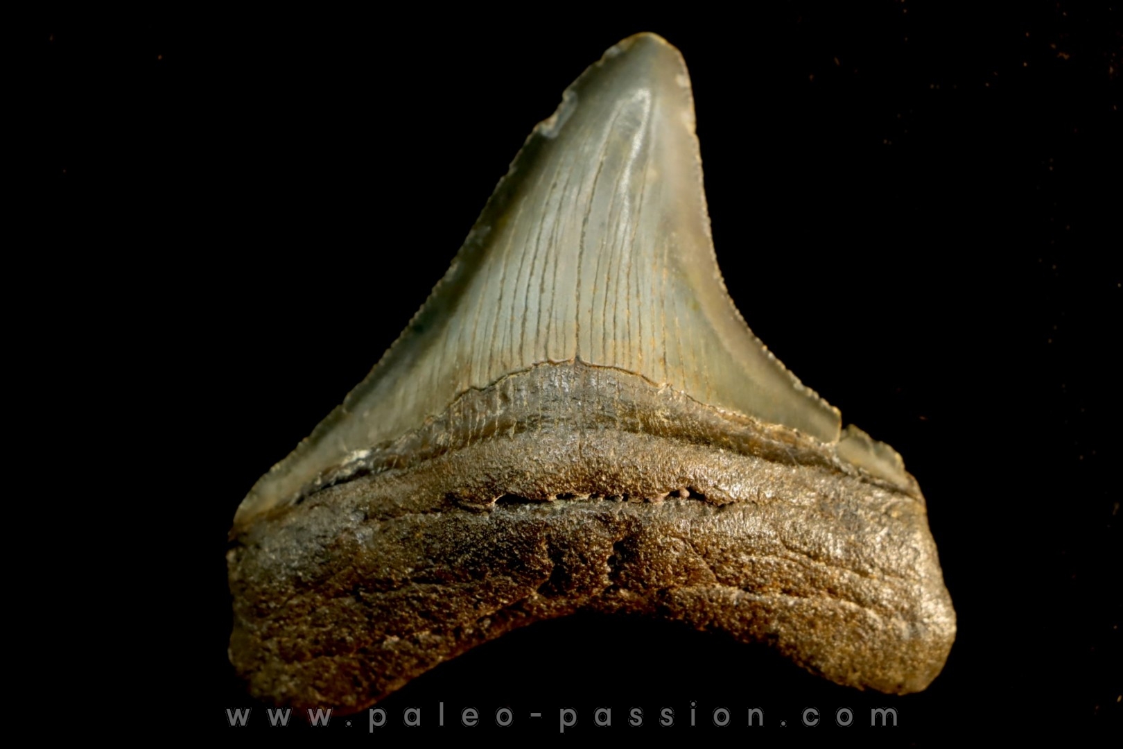 dent de requin: CARCHARODON MEGALODON