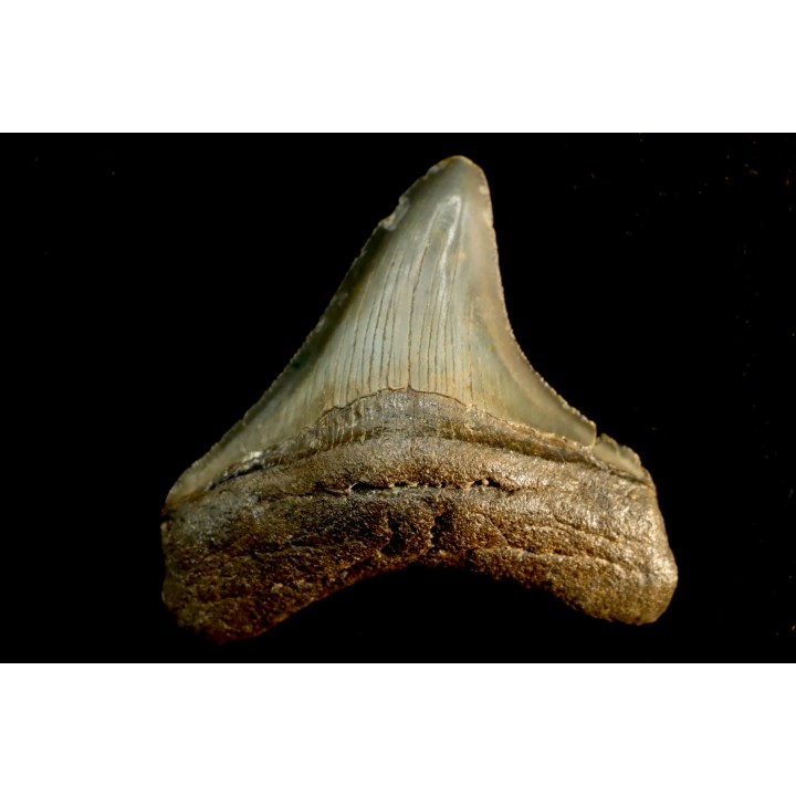 dent de requin: CARCHARODON MEGALODON