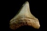 shark teeth: CARCHARODON MEGALODON
