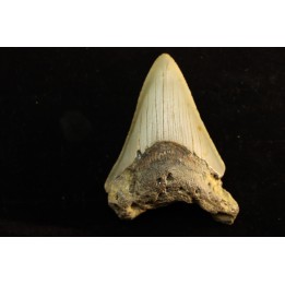 dent de requin: CARCHARODON MEGALODON