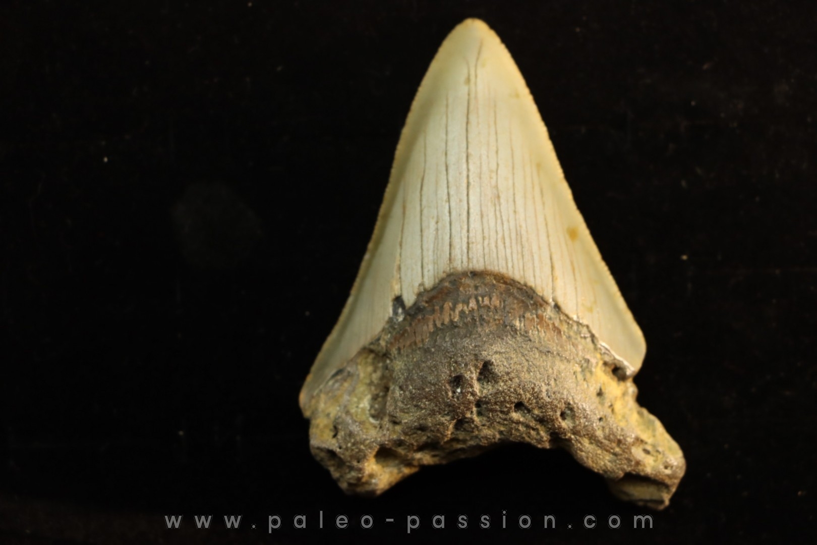 shark teeth: CARCHARODON MEGALODON