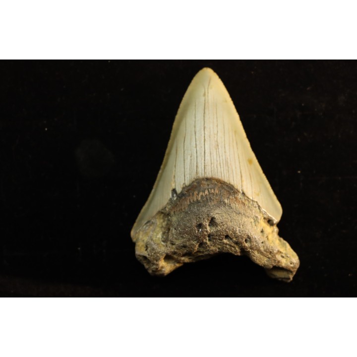shark teeth: CARCHARODON MEGALODON