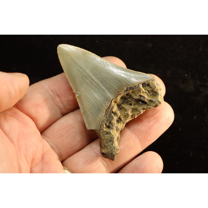 shark teeth: CARCHARODON MEGALODON