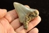 shark teeth: CARCHARODON MEGALODON