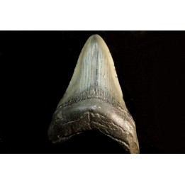 shark teeth: CARCHARODON MEGALODON