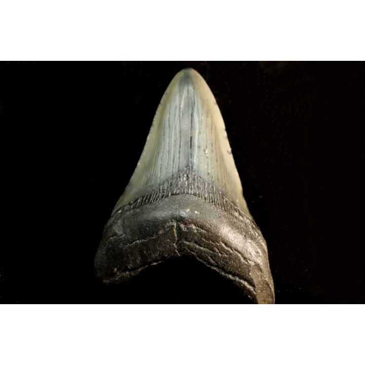 shark teeth: CARCHARODON MEGALODON