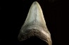 shark teeth: CARCHARODON MEGALODON