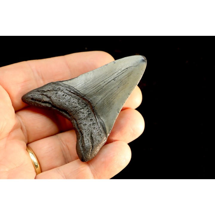 dent de requin: CARCHARODON MEGALODON