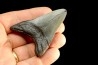 dent de requin: CARCHARODON MEGALODON