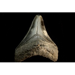 dent de requin: CARCHARODON MEGALODON