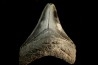 dent de requin: CARCHARODON MEGALODON
