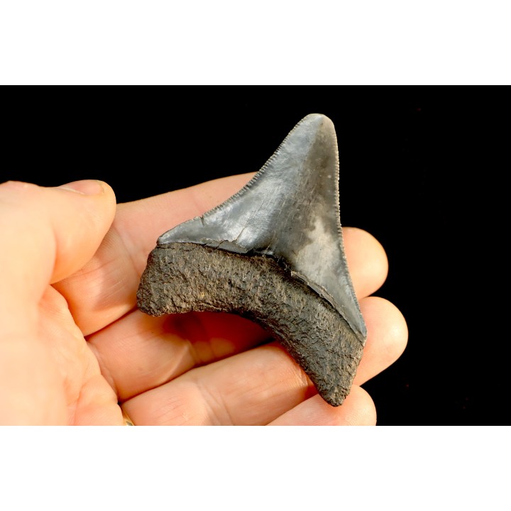 dent de requin: CARCHARODON MEGALODON