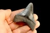 shark teeth: CARCHARODON MEGALODON