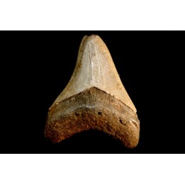 dent de requin: CARCHARODON MEGALODON