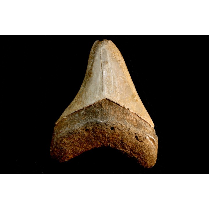 dent de requin: CARCHARODON MEGALODON