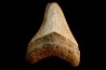 dent de requin: CARCHARODON MEGALODON