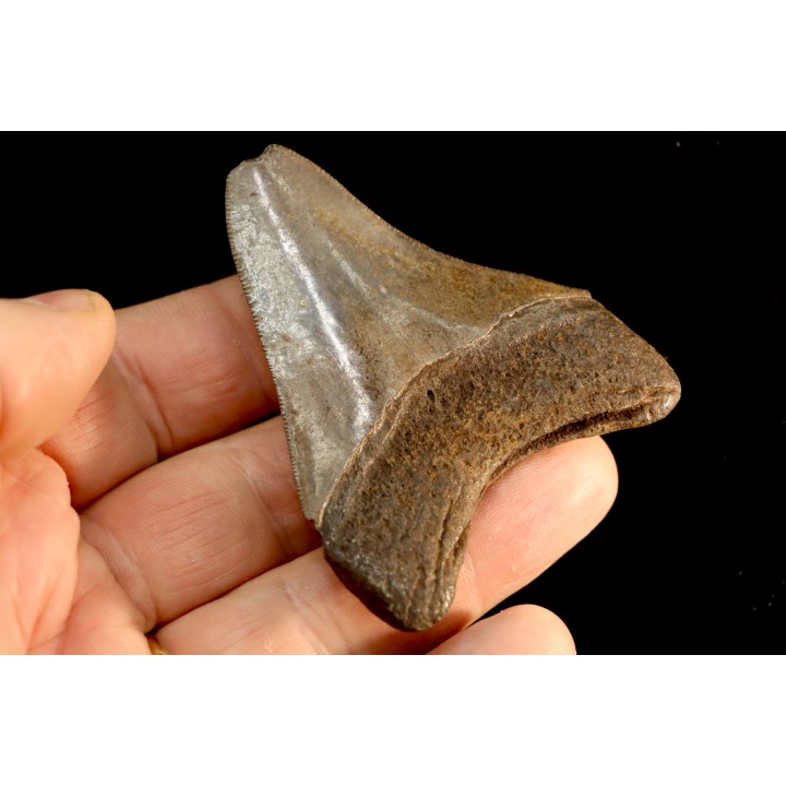 dent de requin: CARCHARODON MEGALODON