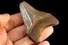 shark teeth: CARCHARODON MEGALODON