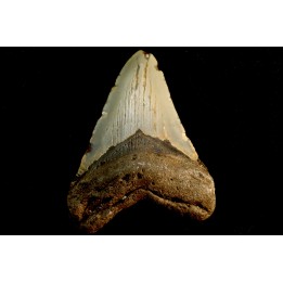 shark teeth: CARCHARODON MEGALODON