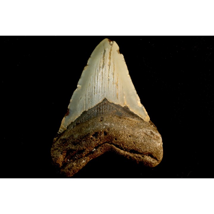 dent de requin: CARCHARODON MEGALODON