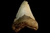 shark teeth: CARCHARODON MEGALODON