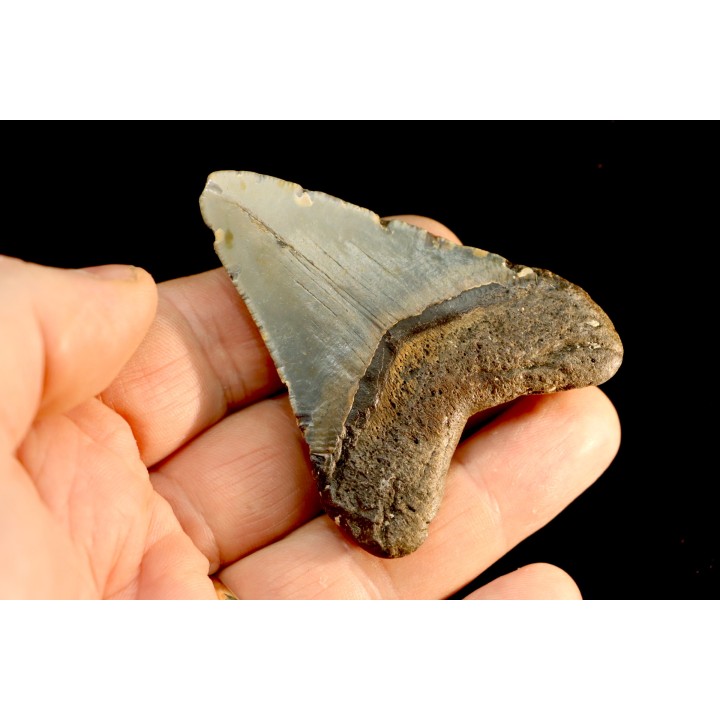 dent de requin: CARCHARODON MEGALODON