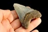 shark teeth: CARCHARODON MEGALODON