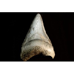 dent de requin: CARCHARODON MEGALODON