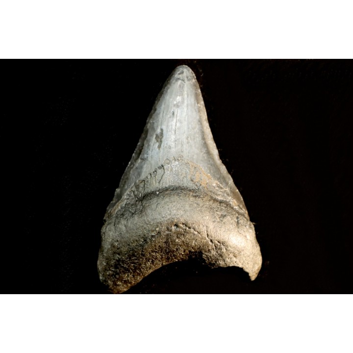 shark teeth: CARCHARODON MEGALODON