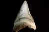 dent de requin: CARCHARODON MEGALODON