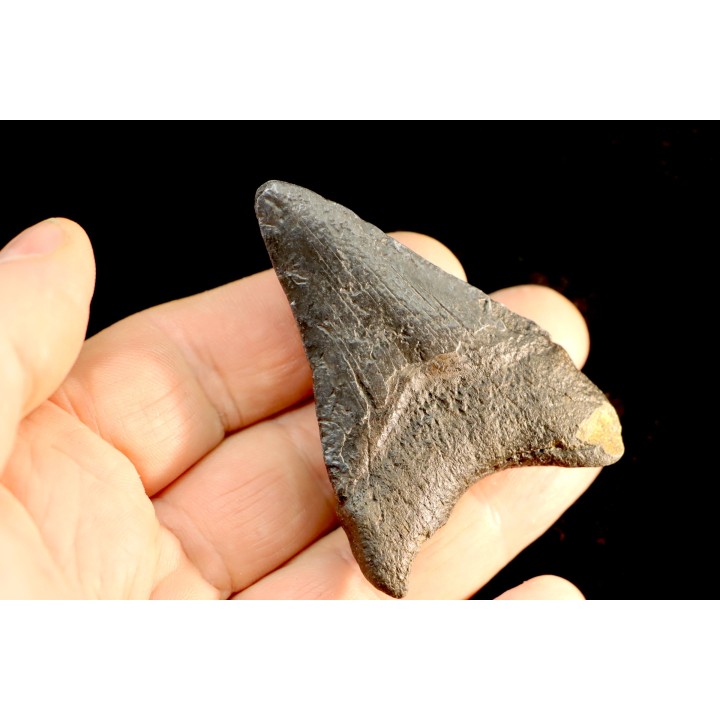 shark teeth: CARCHARODON MEGALODON