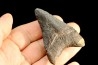 shark teeth: CARCHARODON MEGALODON