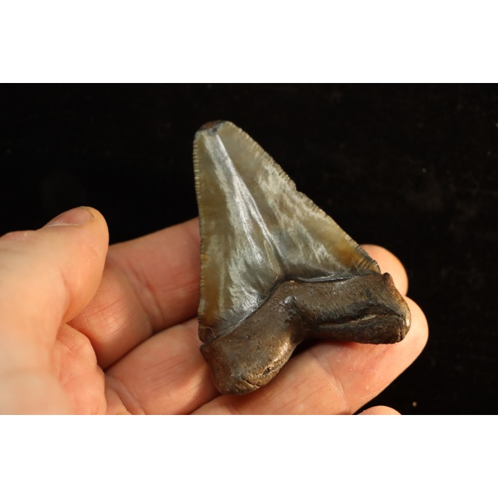 dent de requin: CARCHARODON MEGALODON