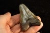 dent de requin: CARCHARODON MEGALODON