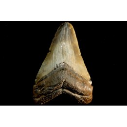 dent de requin: CARCHARODON MEGALODON