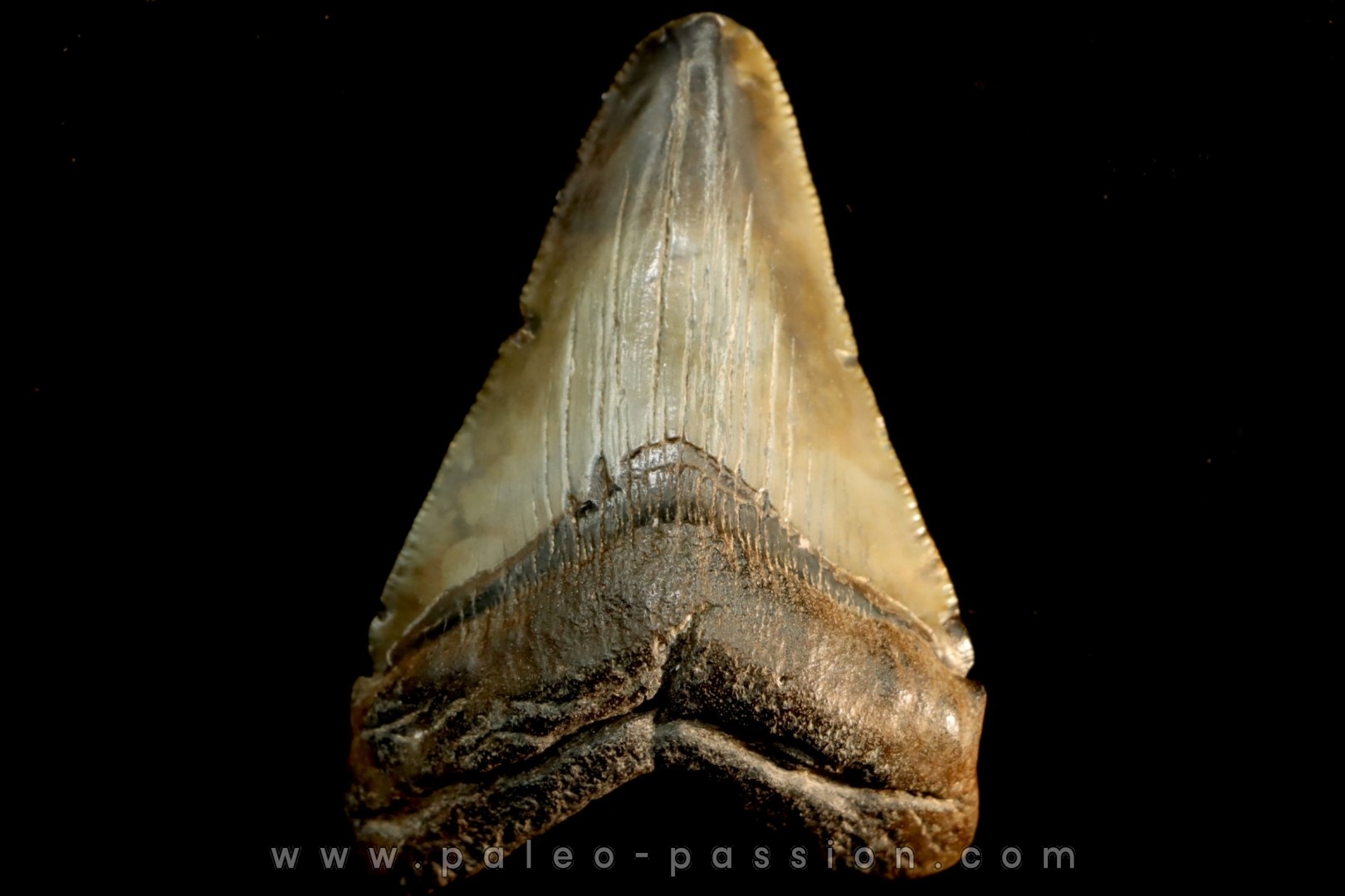 shark teeth: CARCHARODON MEGALODON