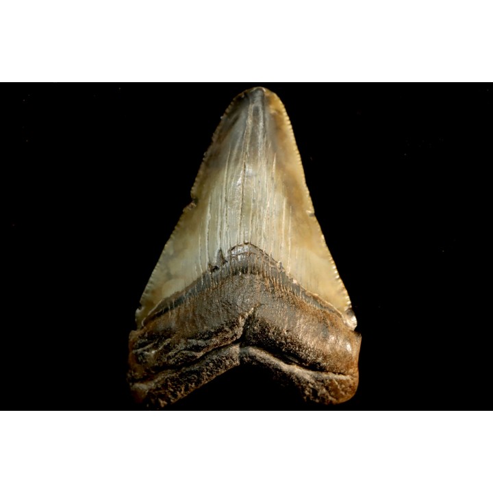 shark teeth: CARCHARODON MEGALODON