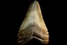 shark teeth: CARCHARODON MEGALODON