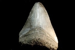 fossil shark tooth great white: Carcharodon carcharias (7)